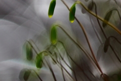 nuokkuvat-purosammaleet-2