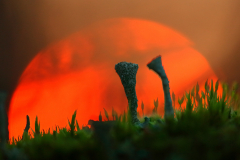 torvijakalat-auringonlaskussa-2