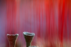 torvijakalat-ja-karhunsammaleet-2