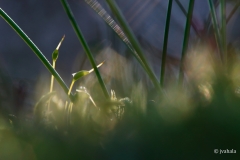 valaistuneet-2