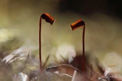 vastakkain-karhunsammaleet