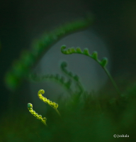 THE MYSTIC FERNS